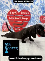 Mr Rooper, a male Miniature Dachshund for sale in Arapahoe, CO – Photo 6 of 10