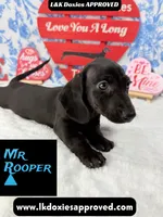 Mr Rooper, a male Miniature Dachshund for sale in Arapahoe, CO – Photo 2 of 10