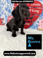 Mr Rooper, a male Miniature Dachshund for sale in Arapahoe, CO – Photo 7 of 10