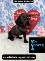Mr Rooper, a male Miniature Dachshund for sale in Arapahoe, CO – Photo 9 of 10