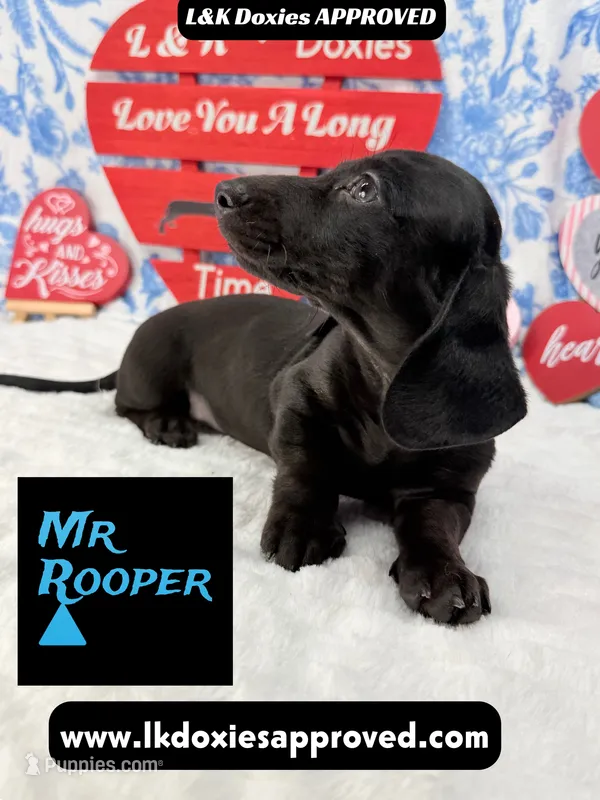 Mr Rooper