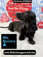 Mr Rooper, a male Miniature Dachshund for sale in Arapahoe, CO – Photo 1 of 10