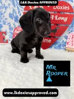 Mr Rooper, a male Miniature Dachshund for sale in Arapahoe, CO – Photo 3 of 10