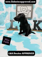Miss Faith 785-821-1920, a female Miniature Dachshund for sale in Arapahoe, CO – 8 of 9