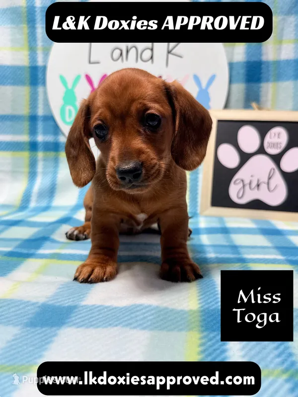 Miss Toga  – Miniature Dachshund puppy for sale in Arapahoe, CO
