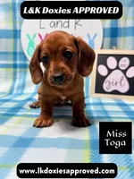 Miss Toga , a female Miniature Dachshund for sale in Arapahoe, CO – 1 of 10