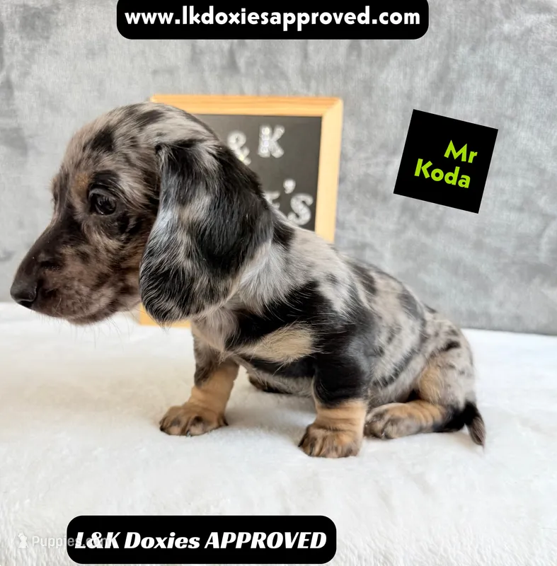 Mr Koda  785-821-1920 SH – Miniature Dachshund puppy for sale in Arapahoe, CO