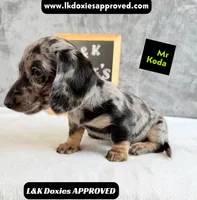 Mr Koda  785-821-1920 SH, a male Miniature Dachshund for sale in Arapahoe, CO – 1 of 10
