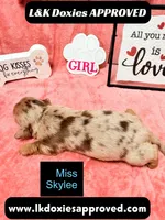 Miss Skylee Dapple LH , a female Miniature Dachshund for sale in Arapahoe, CO – 3 of 10