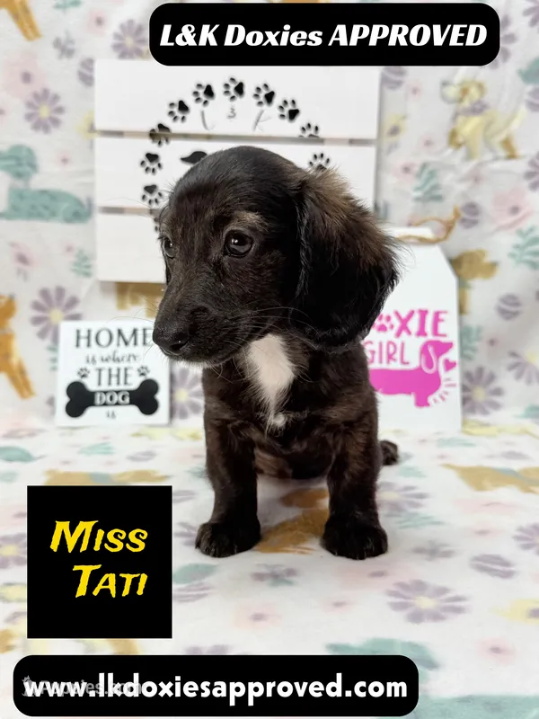 Miss Tati – Miniature Dachshund puppy for sale in Arapahoe, CO