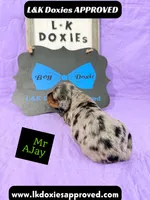 Mr AJay 785-821-1920, a male Miniature Dachshund for sale in Arapahoe, CO – 7 of 10