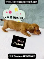 Miss Kadett 785-821-1920, a female Miniature Dachshund for sale in Arapahoe, CO – 7 of 10