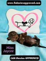 Miss Jaycee , a female Miniature Dachshund for sale in Arapahoe, CO – 7 of 10