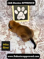 Miss Gina SH NO Dapple genes, a female Miniature Dachshund for sale in Arapahoe, CO – 2 of 10