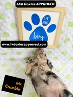 Mr Crumble 785-821-1920 LH , a male Miniature Dachshund for sale in Arapahoe, CO – 9 of 10