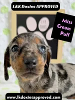 Miss Cream Puff 785-821-1920, a female Miniature Dachshund for sale in Arapahoe, CO – 4 of 10