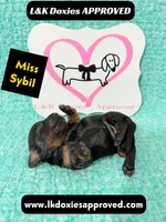 Miss Sybil 785-821-1920, a female Miniature Dachshund for sale in Arapahoe, CO – 3 of 10