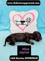Miss Jaycee , a female Miniature Dachshund for sale in Arapahoe, CO – 6 of 10