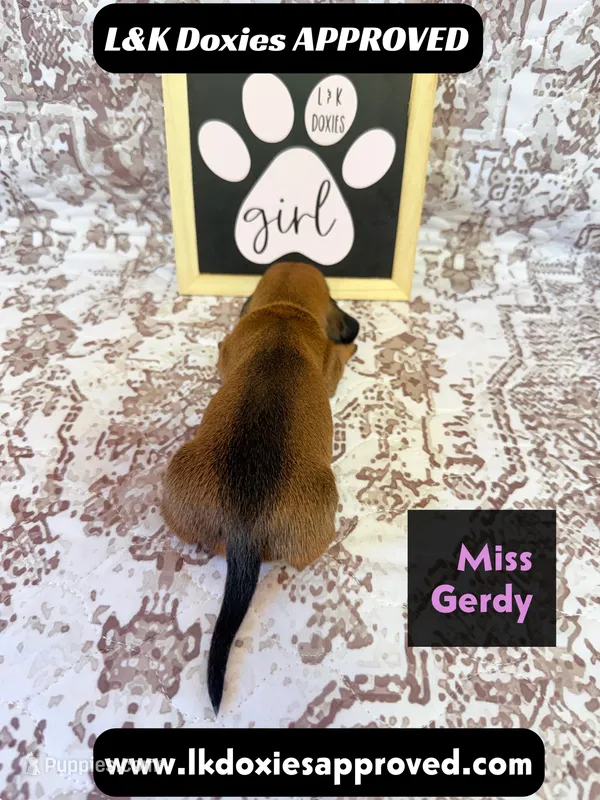 Miss Gerdi SH NO Dapple genes – Miniature Dachshund puppy for sale in Arapahoe, CO