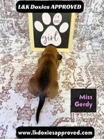 Miss Gerdi SH NO Dapple genes, a female Miniature Dachshund for sale in Arapahoe, CO – 1 of 10