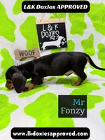 Mr Fonzy 785-821-1920, a male Miniature Dachshund for sale in Arapahoe, CO – 8 of 10