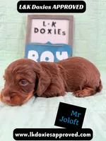 Mr Jollof 795-821-1920 LH, a male Miniature Dachshund for sale in Arapahoe, CO – 7 of 10