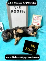 Mr Scout 785-821-1920, a male Miniature Dachshund for sale in Arapahoe, CO – 6 of 10
