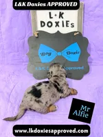 Mr Alfie 795-821-1920, a male Miniature Dachshund for sale in Arapahoe, CO – 3 of 10