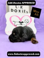 Miss Ali 785-821-1920, a female Miniature Dachshund for sale in Arapahoe, CO – 5 of 10