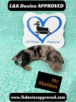 Mr Sheldon 785-821-1920, a male Miniature Dachshund for sale in Arapahoe, CO – 3 of 9