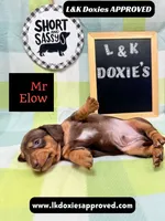 Mr Elon No Merle Genes SH, a male Miniature Dachshund for sale in Arapahoe, CO – 5 of 10
