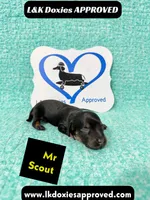 Mr Scout 785-821-1920, a male Miniature Dachshund for sale in Arapahoe, CO – 8 of 10