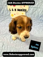 Mr Sphynx 795-821-1920 LH, a male Miniature Dachshund for sale in Arapahoe, CO – 6 of 10