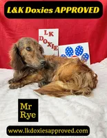 Miss Bliss , a female Miniature Dachshund for sale in Arapahoe, CO – Photo 2 of 8