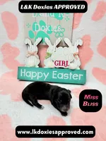 Miss Bliss , a female Miniature Dachshund for sale in Arapahoe, CO – Photo 5 of 8