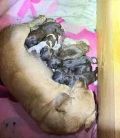 Miss Bliss , a female Miniature Dachshund for sale in Arapahoe, CO – Photo 8 of 8