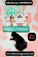 Miss Bliss , a female Miniature Dachshund for sale in Arapahoe, CO – Photo 1 of 8