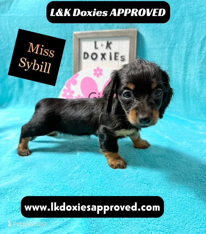 Miss Sybil 785-821-1920 – Miniature Dachshund puppy for sale in Arapahoe, CO