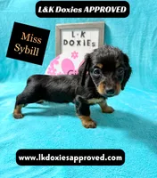Miss Sybil 785-821-1920, a female Miniature Dachshund for sale in Arapahoe, CO – 1 of 10