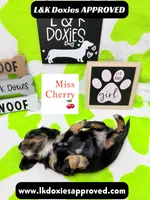 Miss Cherry 🍒LH 785-821-1920, a female Miniature Dachshund for sale in Arapahoe, CO – 6 of 10