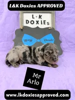 Mr Arlo, a male Miniature Dachshund for sale in Arapahoe, CO – 3 of 10