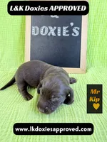 Mr. Kip 785-821-1920, a male Miniature Dachshund for sale in Arapahoe, CO – 10 of 10