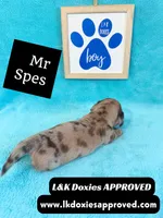 Mr Specs 785-821-1920 LH , a male Miniature Dachshund for sale in Arapahoe, CO – 7 of 10