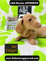 Mr Fidget, a male Miniature Dachshund for sale in Arapahoe, CO – 7 of 10