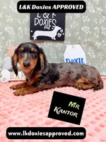 Mr Kantor 785-821-1920, a male Miniature Dachshund for sale in Arapahoe, CO – 2 of 10
