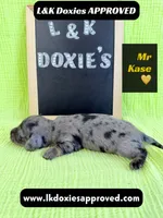 Mr Kase 785-821-1920 🩵, a male Miniature Dachshund for sale in Arapahoe, CO – 7 of 10