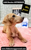 Mr Jinko SH , a male Miniature Dachshund for sale in Arapahoe, CO – 2 of 10