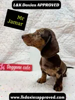 Mr Jamar 💙, a male Miniature Dachshund for sale in Arapahoe, CO – 5 of 8