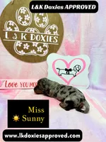 Miss Sunny ☀️ Dapple, a female Miniature Dachshund for sale in Arapahoe, CO – 10 of 10