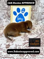 Mr Gadget SH , a male Miniature Dachshund for sale in Arapahoe, CO – 4 of 10